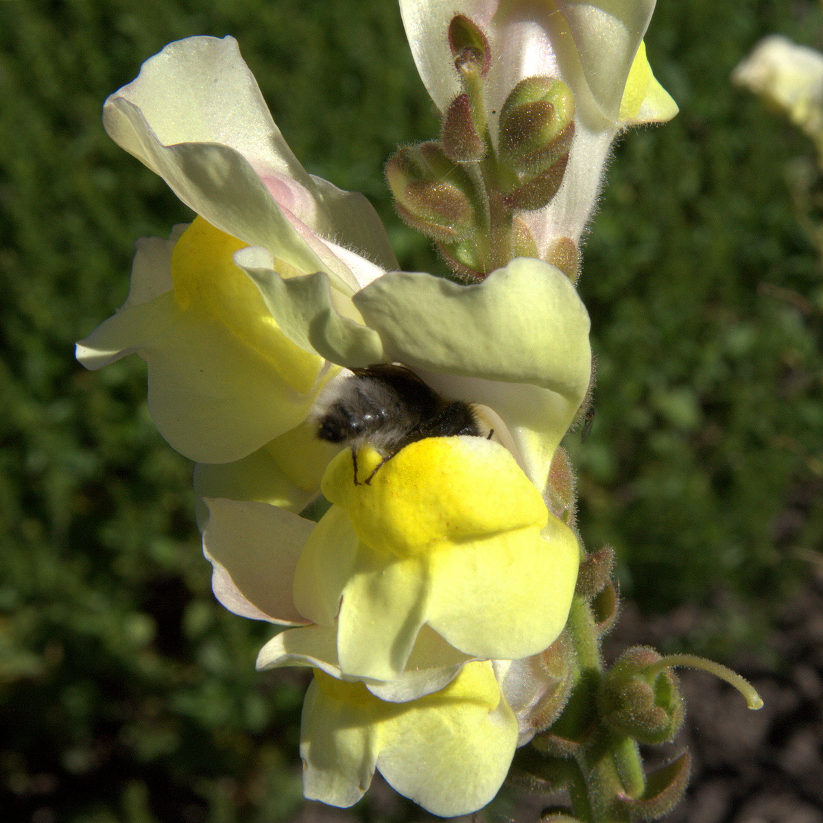 Львиный зев и пчела. Фото: C T Johansson / Wikimedia Commons