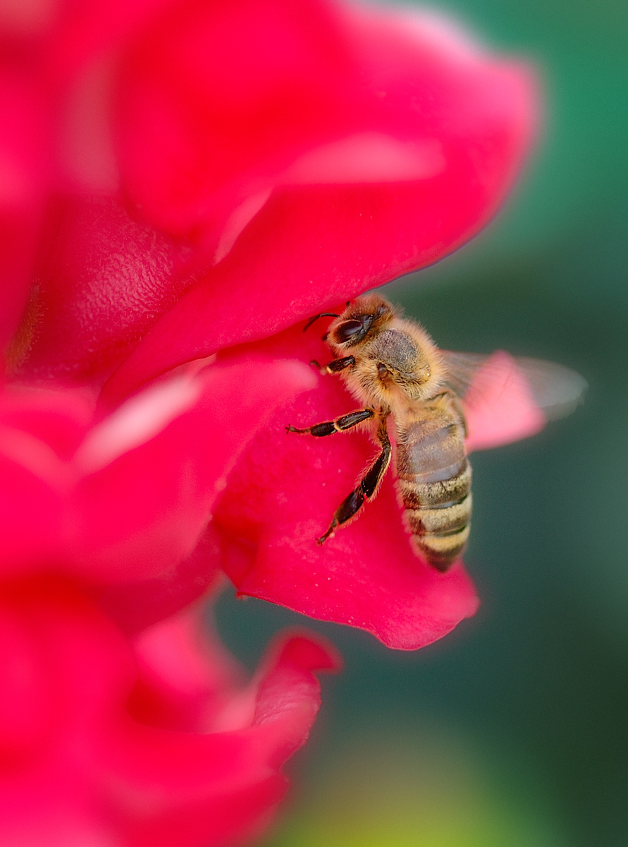 Фото: Anita Martinz  / Wikimedia Commons