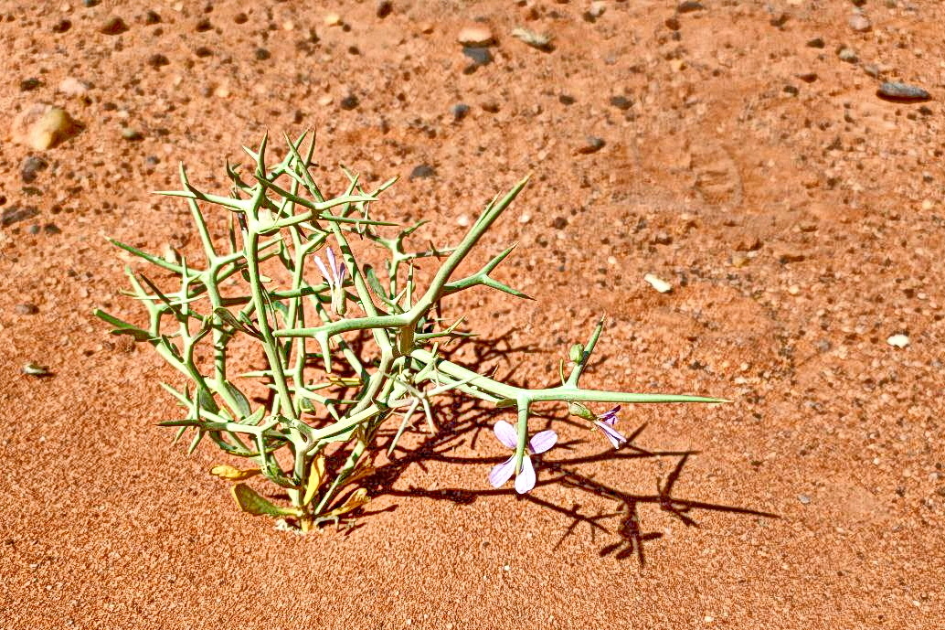 Да, я люблю здесь даже колючки) Собственно, этого тут больше всего, зеленого с колючками. Но и фикусы с ягодками я тоже люблю)) Они дальше, листайте...