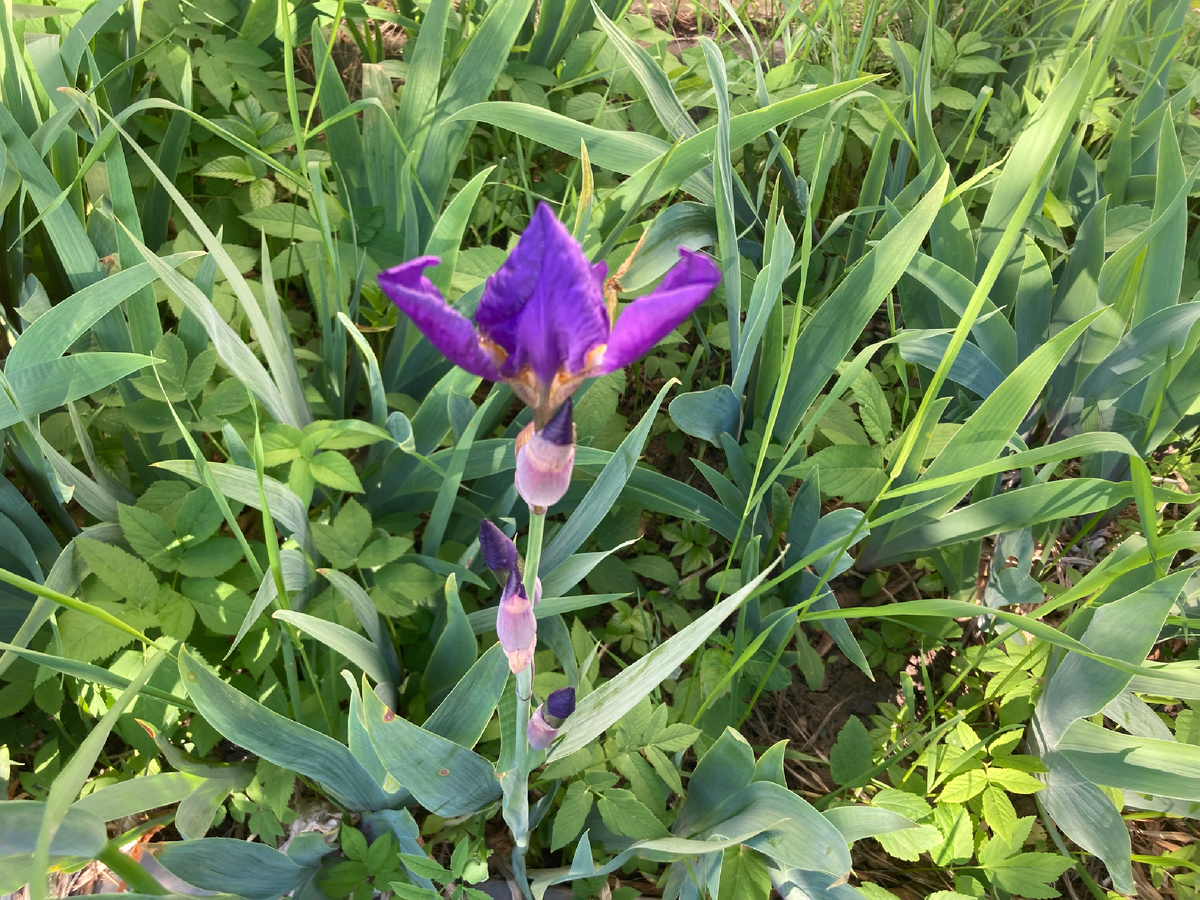 Взъерошенный ирис, фото автора