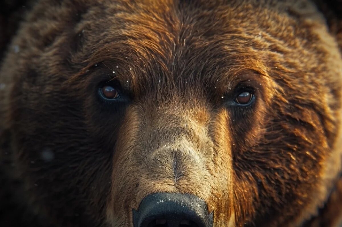    В Канаде два человека госпитализированы после нападения медведицы