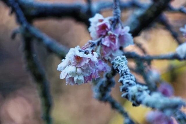    При какой температуре замерзают цветы вишни?