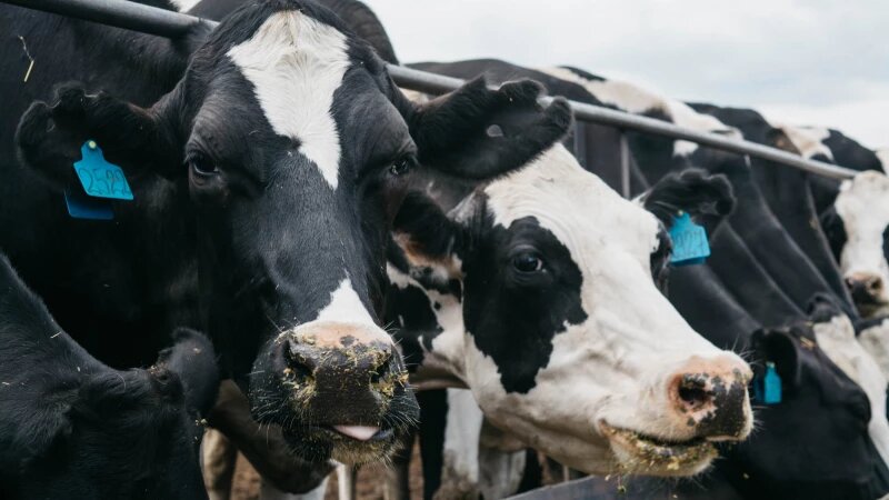     Учхоз "Пригородное". Коровы. Ирина Пергаева.