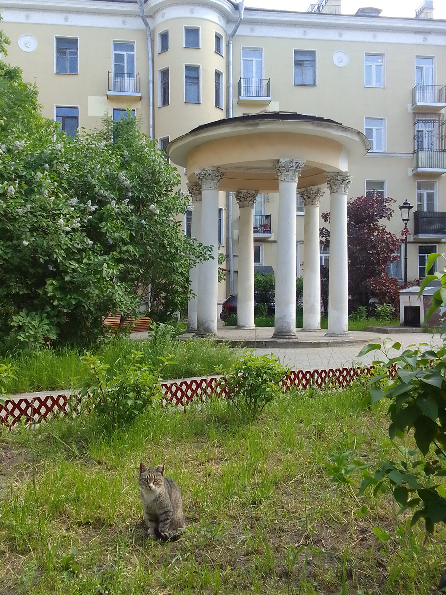 Фотогеничный котик попал в кадр