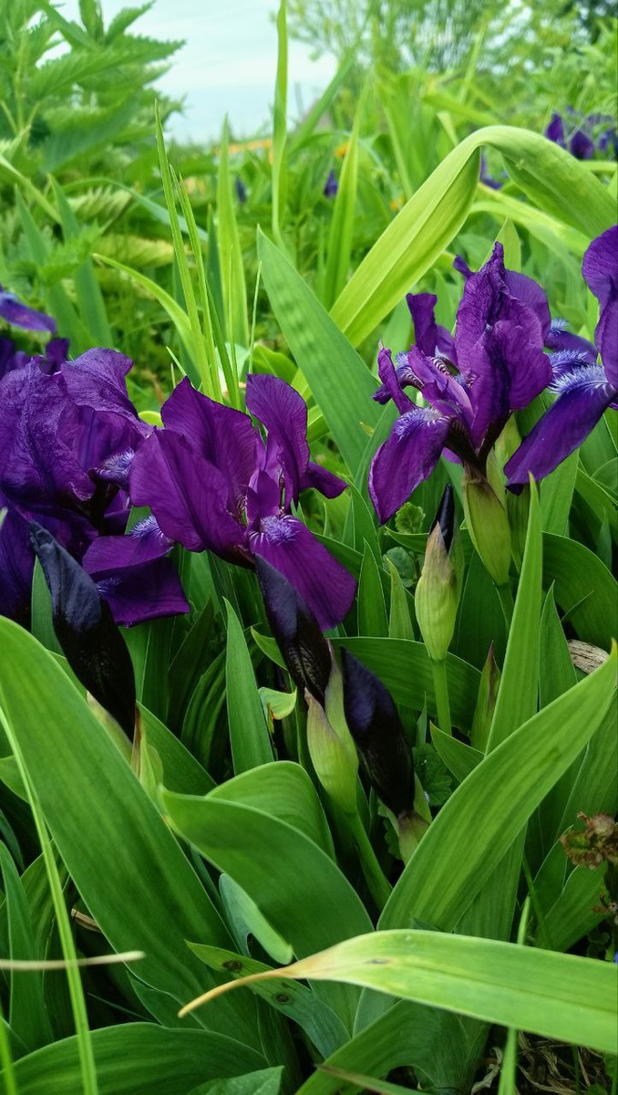 Оставлю тут для красоты. Цветочки просто глаз не оторвать. Красивое сочетание зеленого и фиолетового. Напомнило мне сейчас одного провайдера сотовой сети - их фирменные цвета😂 💚💜