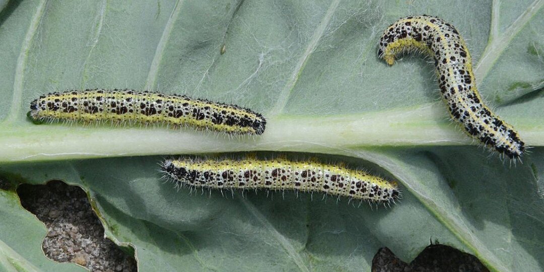 Эти 3 натуральных раствора избавят вашу капусту от вредителей — не поверите, как просто