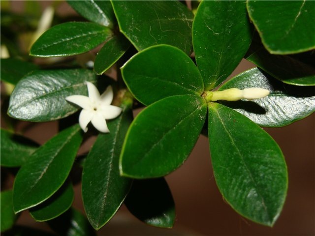 Фото из интернета