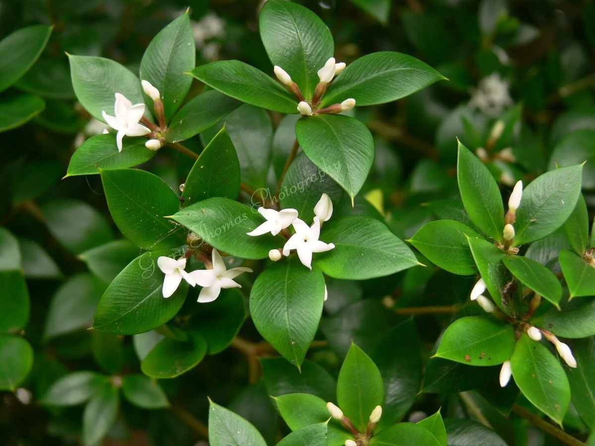 Фото из интернета.