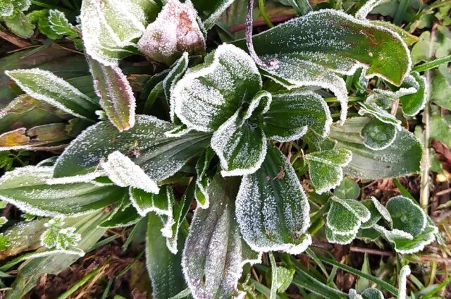    Какой мороз выдерживает лилия?