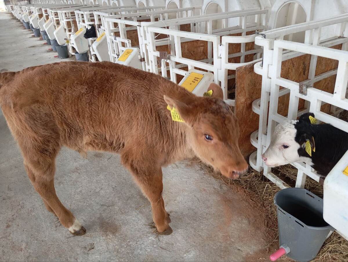 Сравните зубротеленка и обычного - большая разница!