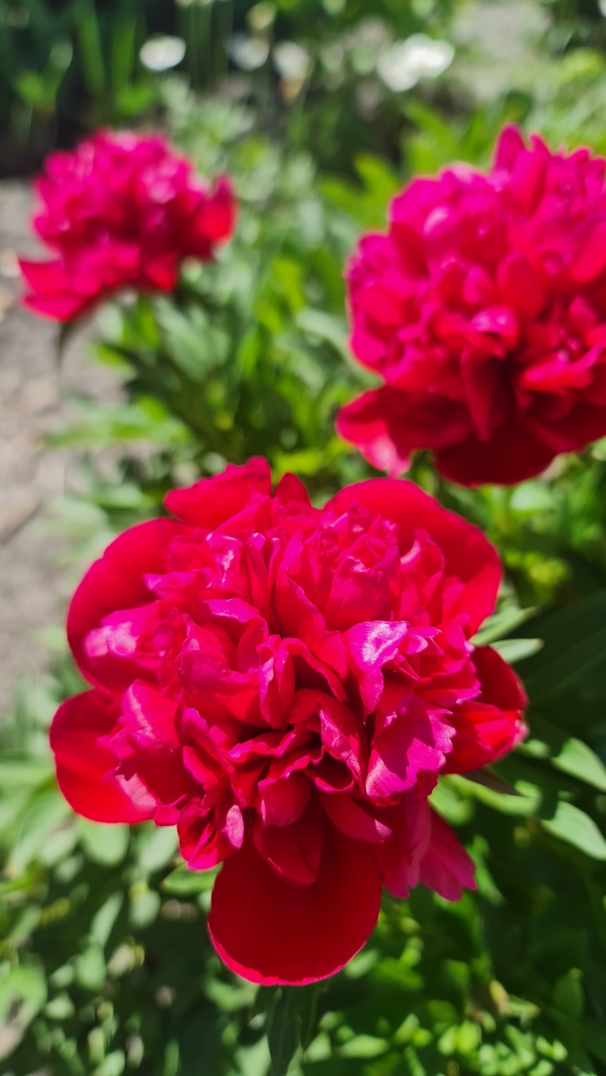 Моя прелесть)