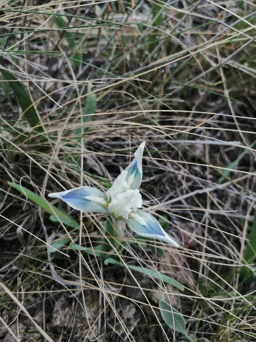 Дикие ирисы по пути на гору Малиновая