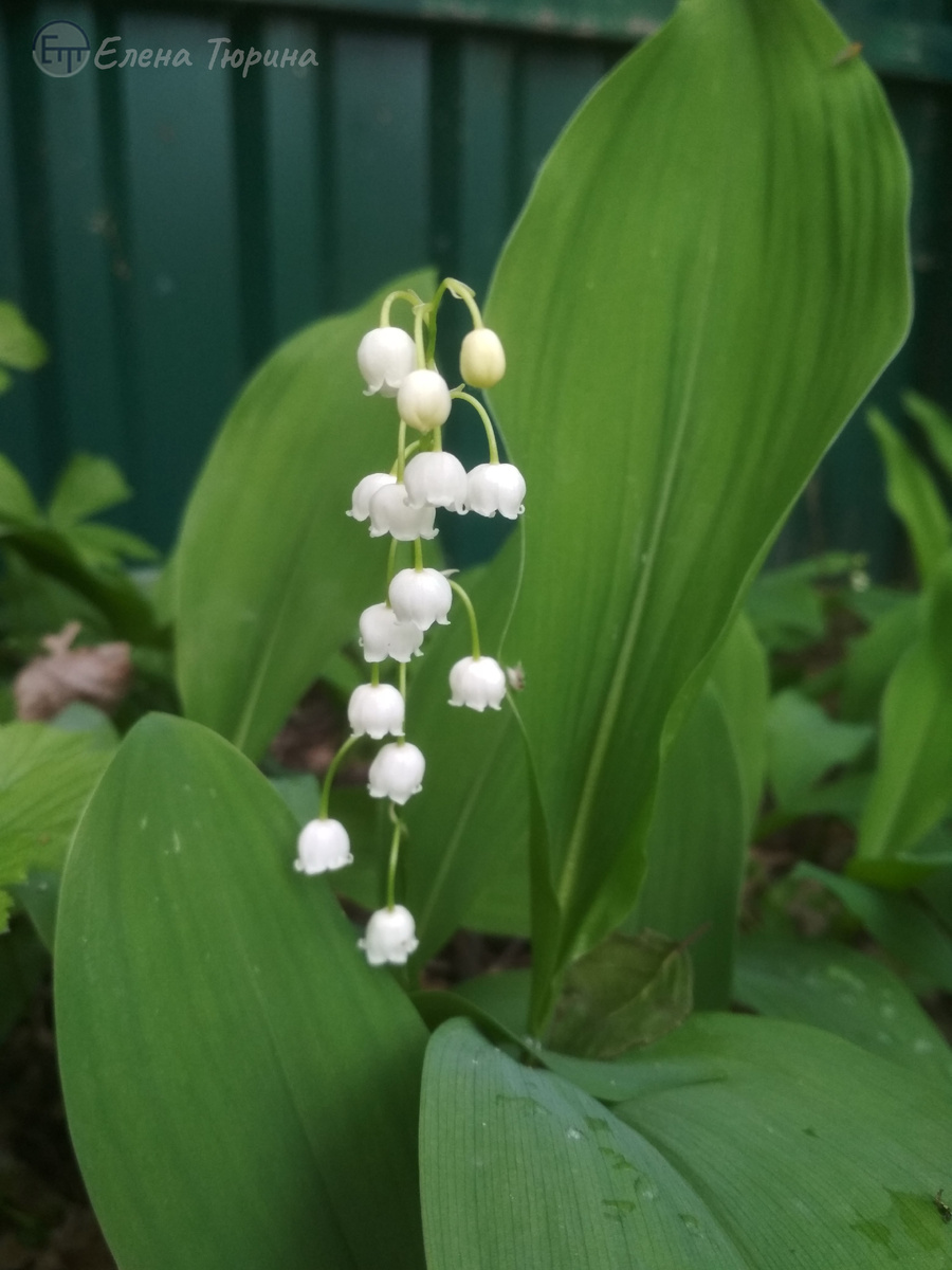 Фото: Елены Тюриной. Ландыши. 2021 г.