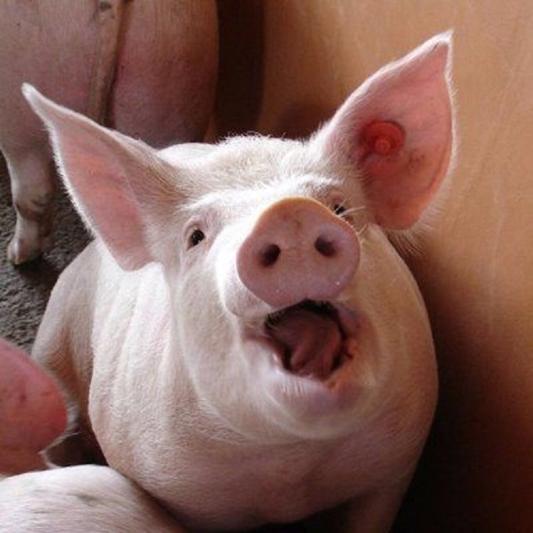 -В смысле, соседи против??? Мы же их удобряем!