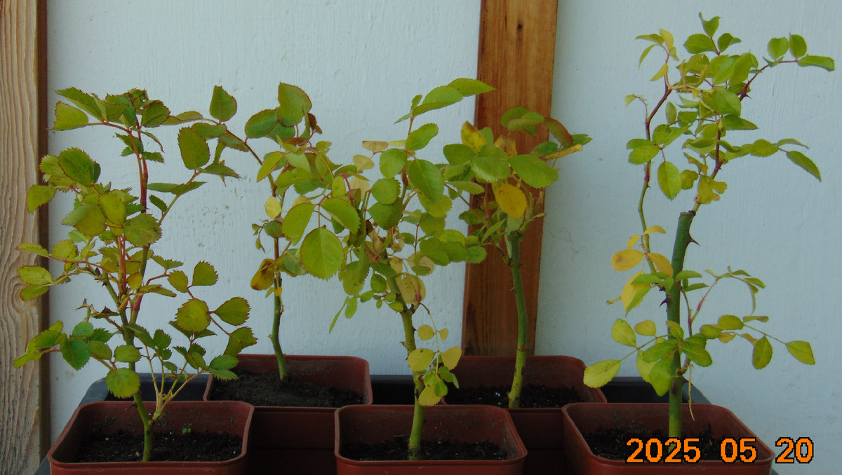 Саженцы корнесобственных роз из питомника "Хелен Трехречный" по состоянию на 20 мая 2025 года