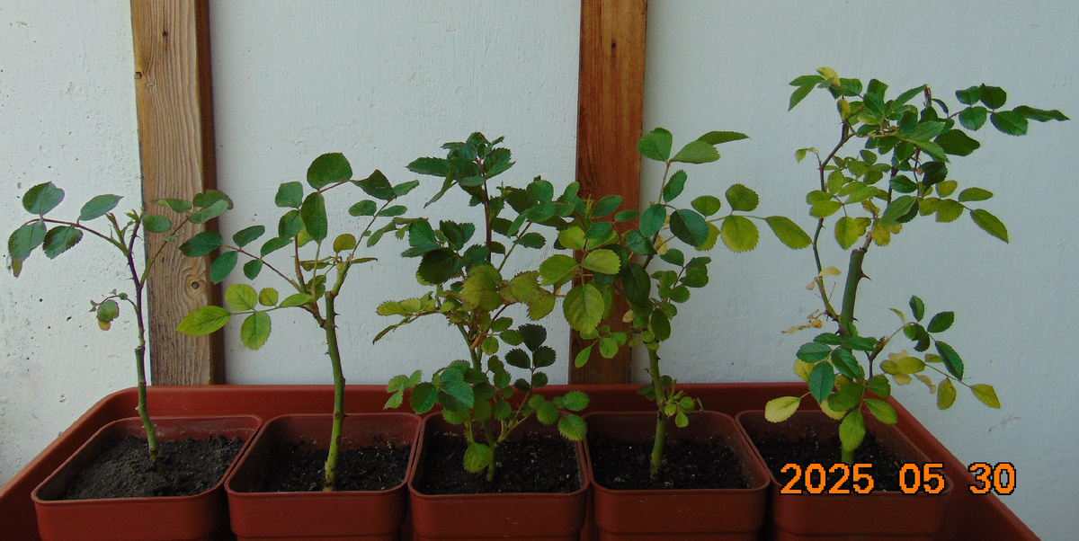 5 саженцев корнесобственных роз из питомника "Хелен Трехречный" по состоянию на 30 мая 2025 года