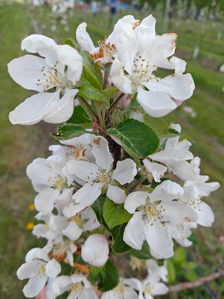 Деревья небольшие, но на них очень много цветов