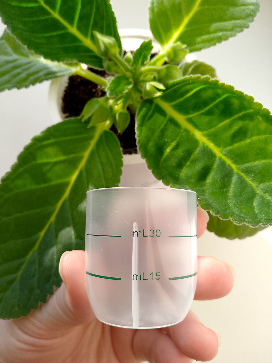 Вот такой стаканчик оставила мужу для полива глоксиний