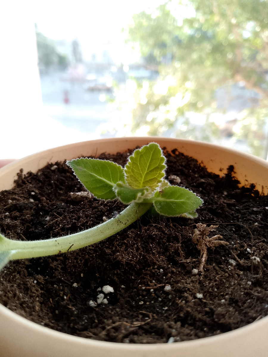 Вот такую кроху поливаем небольшим количеством воды