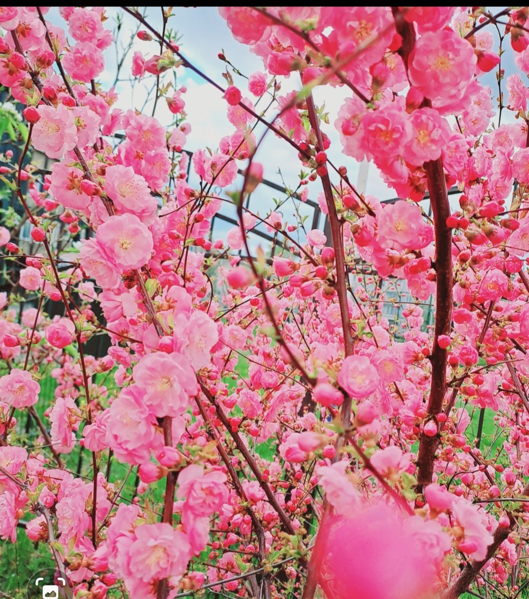Сакура. г.Свободный. фото из личного альбома