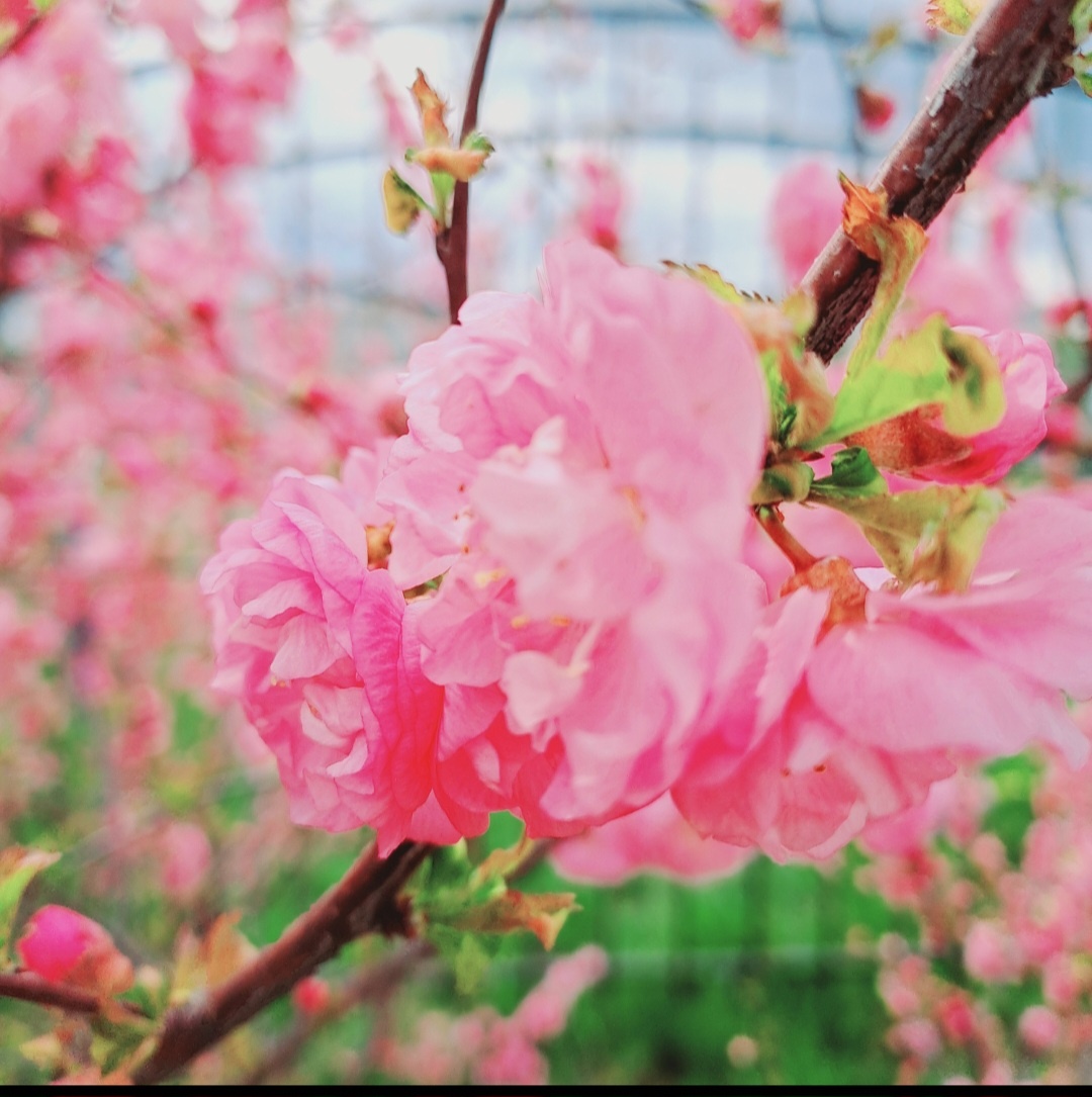 Сакура. Цветок любви.  Фото из личного альбома