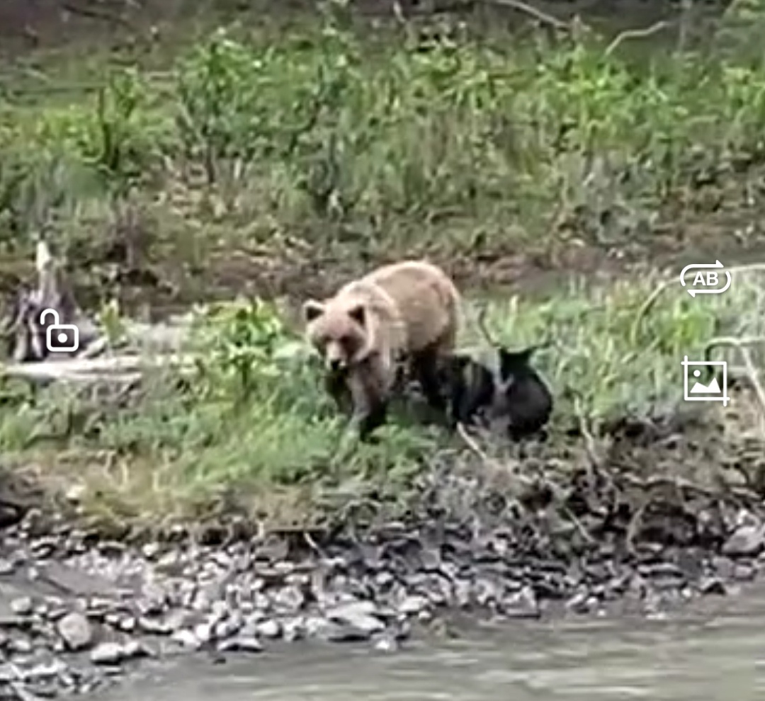 Мидведица с двумя медвежатами