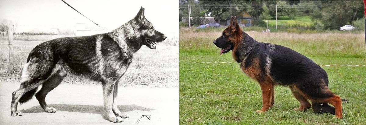 Немецкая овчарка с разницей в 100 лет. Может собака с цветной картинки много бегать и прыгать?