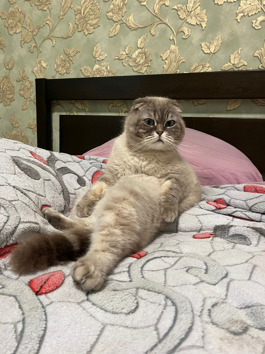 Котоблогер Кубани Кевин