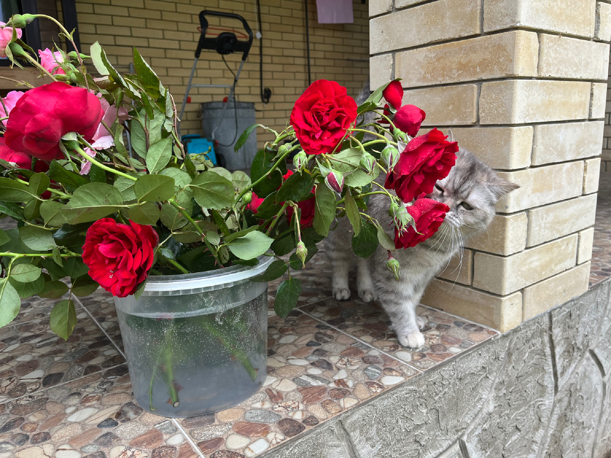 Карамелька 