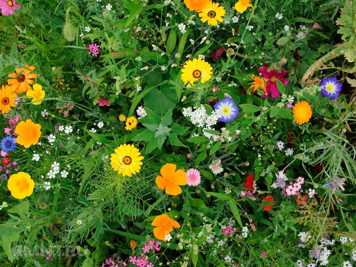   Фото thespruce.com