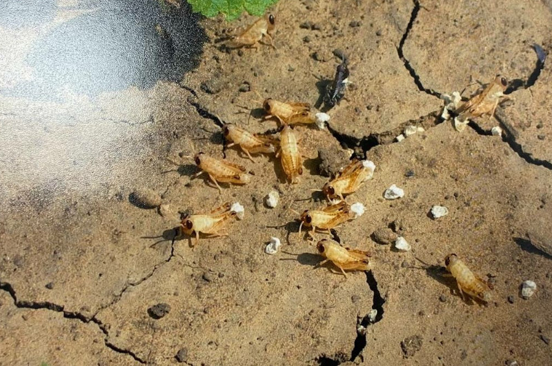    Фото: Филиал ФГБУ «Россельхозцентр» по Волгоградской области п