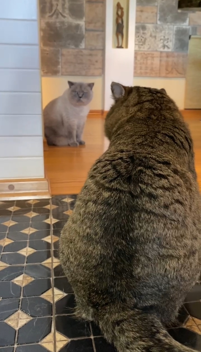 Барсик и Рита