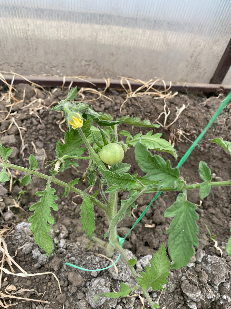 Черный принц