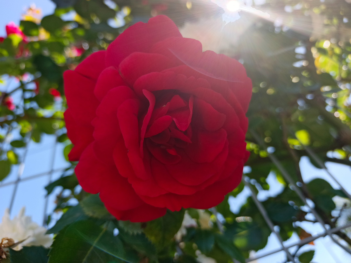 ФТ Сириус, Бульвар Надежд", конец мая 2025 г.