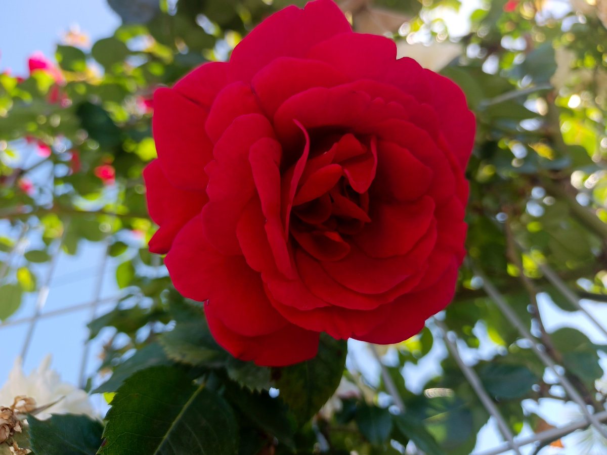 ФТ Сириус, Бульвар Надежд", конец мая 2025 г.