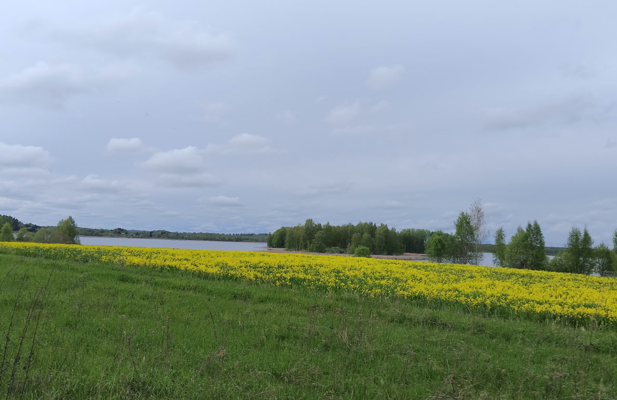 Белогули (Пушкиногорский район) – красивое недоступное озеро. Здесь и далее фото из архива автора