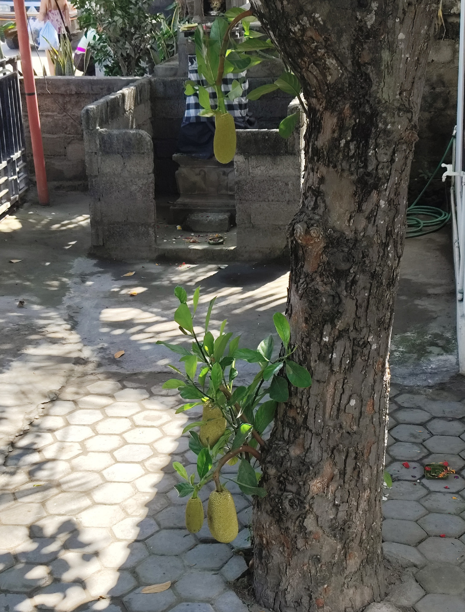 Сразу на входе растет хлебное дерево, Но нам не удалось дождаться, пока плоды полностью созреют.