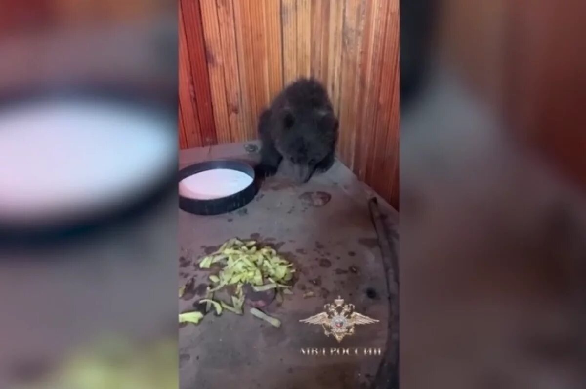    Работники базы в Иркутской области помогли медвежонку вернуться в лес