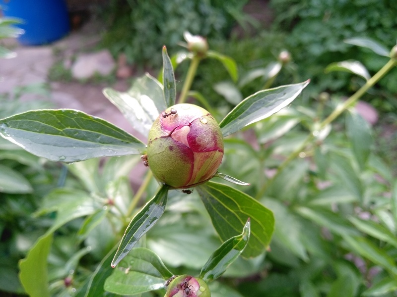 Бутон пиона в конце мая 2025 г. Подмосковье