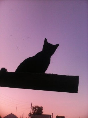 Кошка тоже чего-то ждёт...