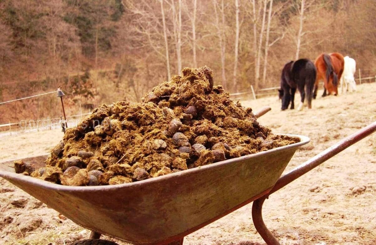 Трудно найти лучшее удобрение для почвы на участке