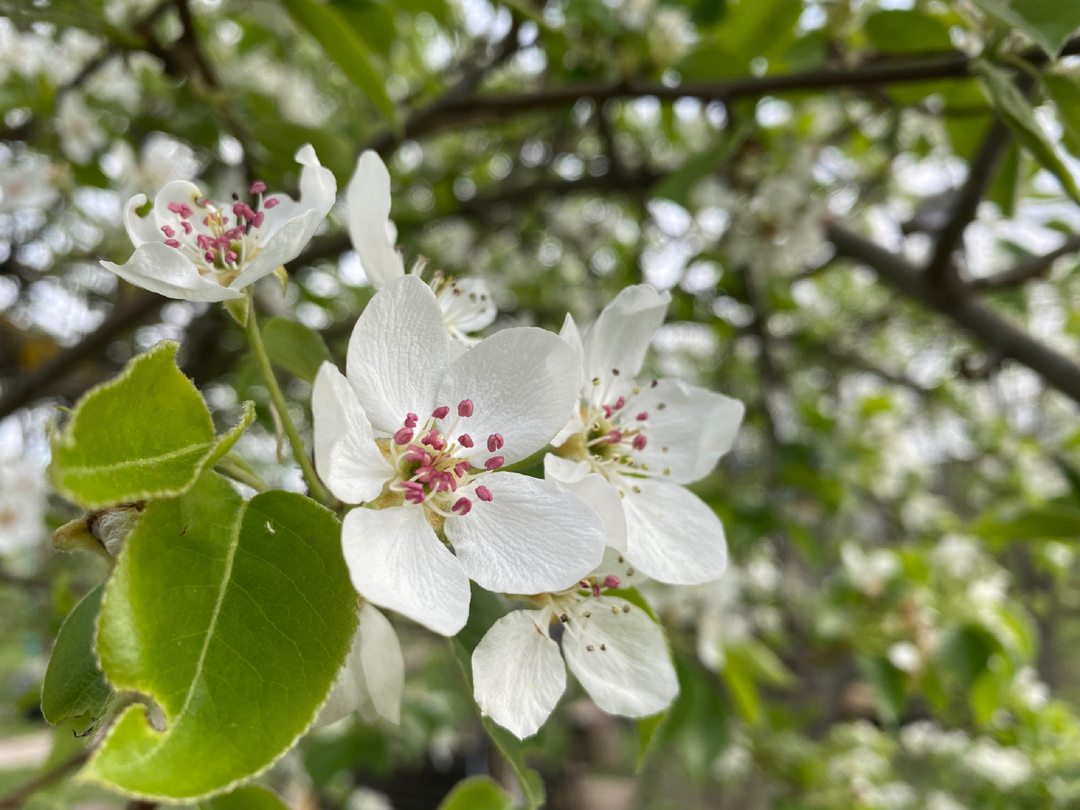 Оодин рраз в гоод саадыы цветуутт…