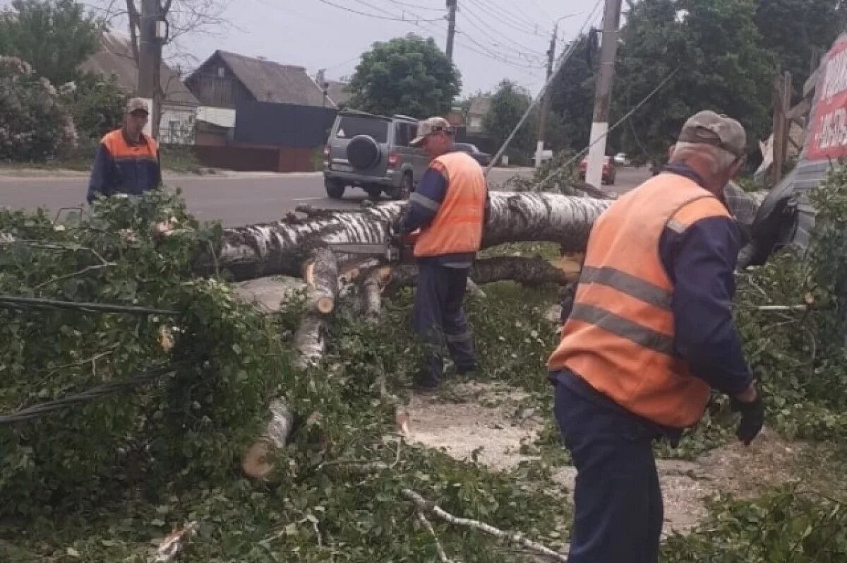    Сильный ветер в Брянске повалил деревья, оборвал провода и повредил машины