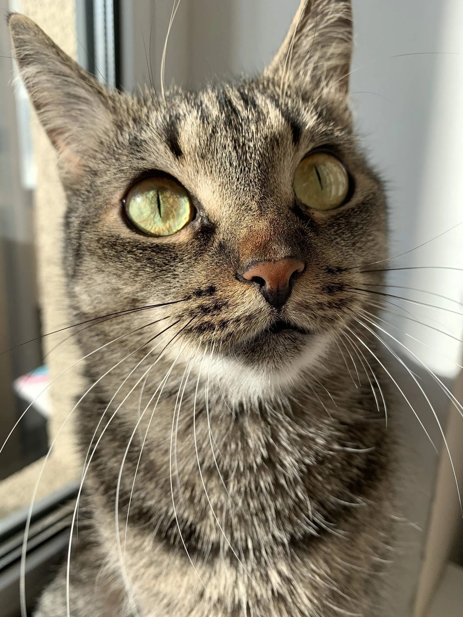 Застывающий взгляд Люси 