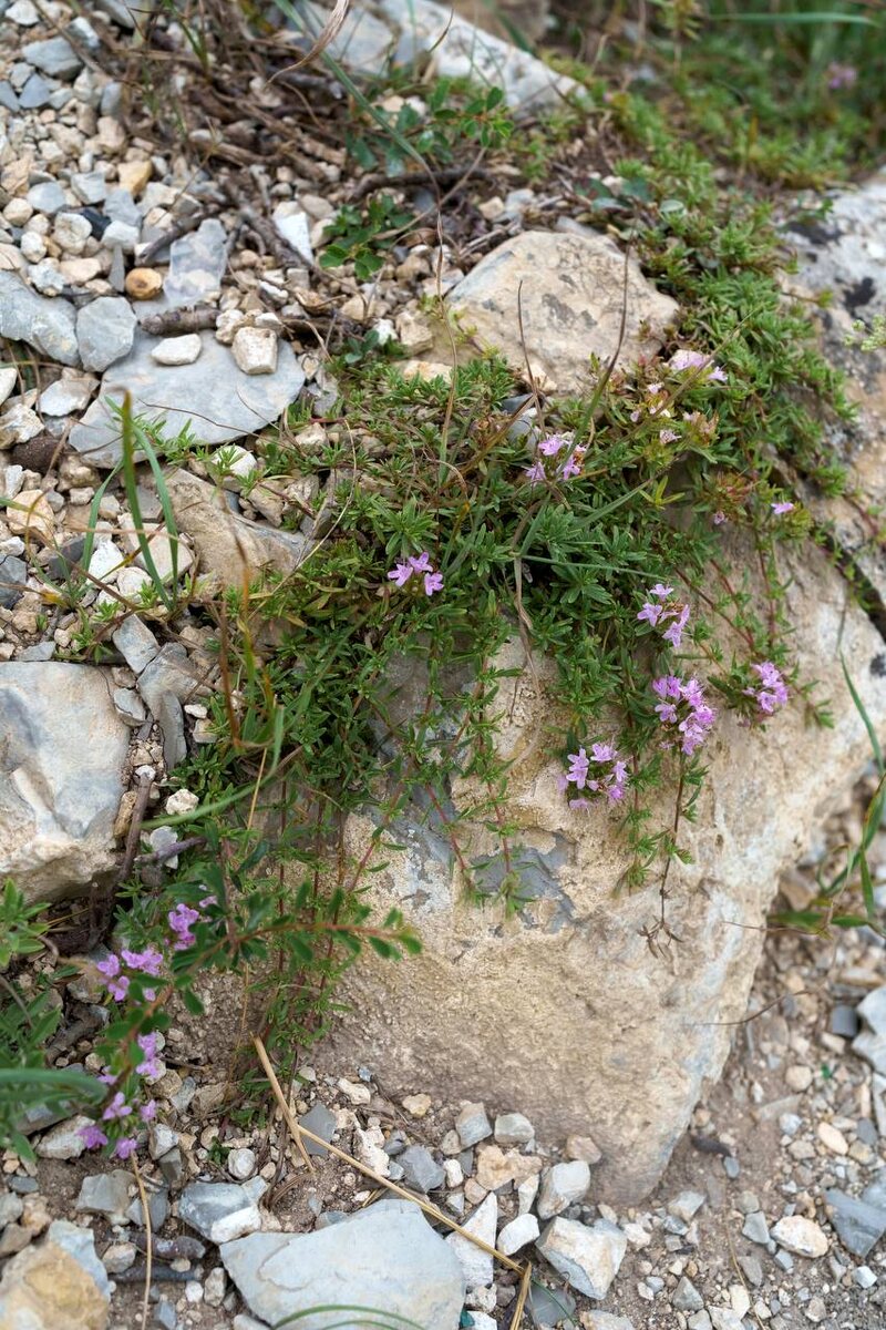 Скалы Дагестана