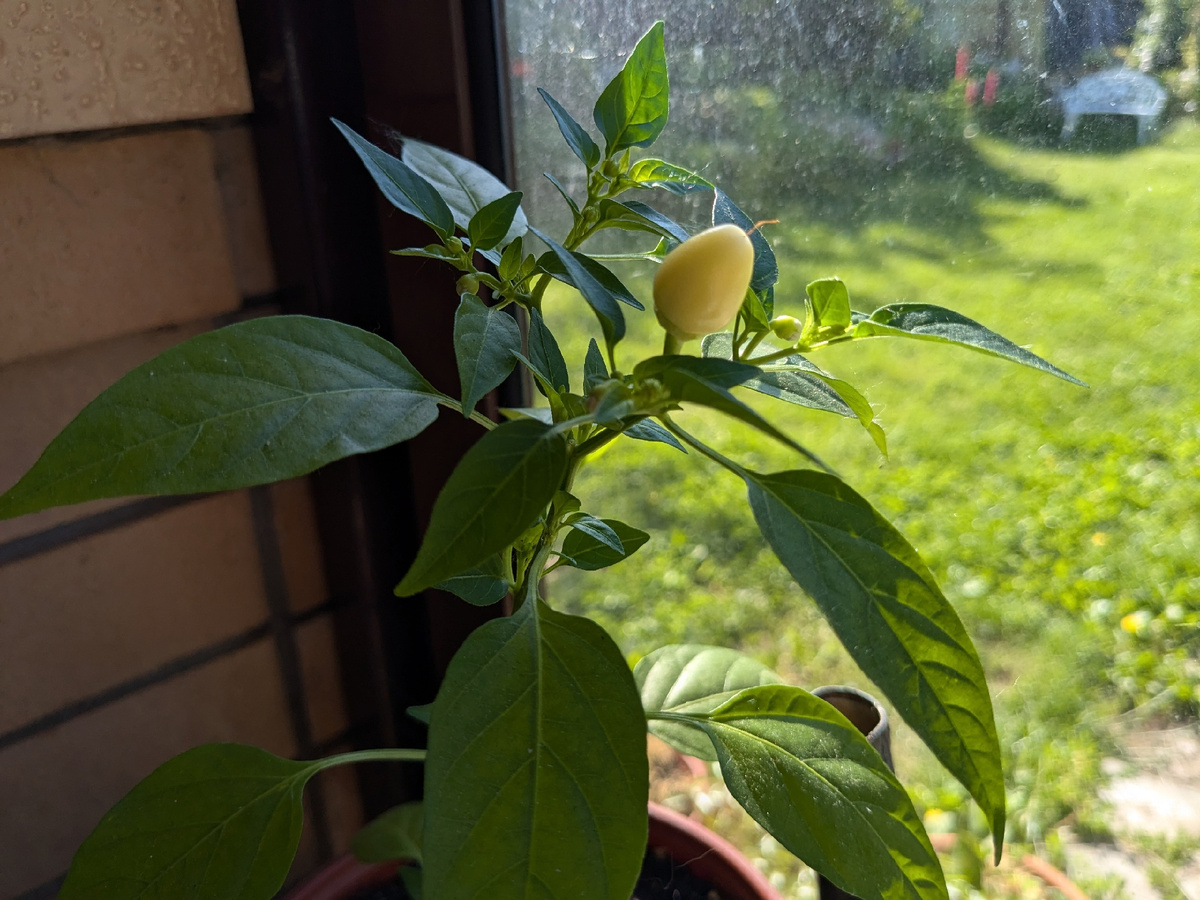 Декоративный перец Аладдин