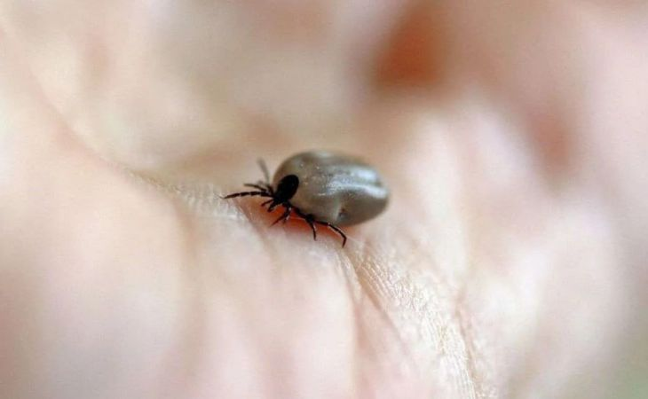 Фото:. https://t.me/rospotrebnadzor04