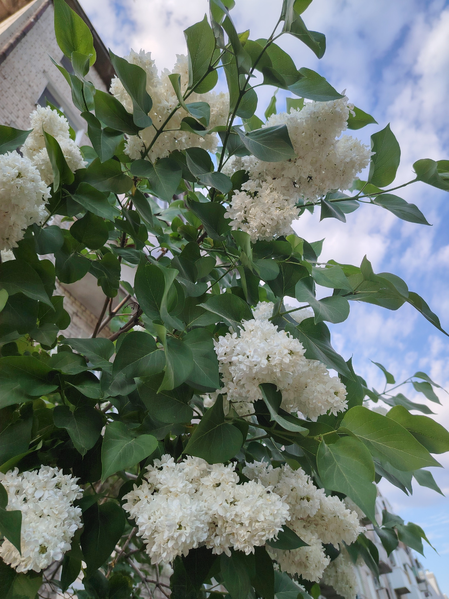 Свежесть белой сирени. Фото автора 