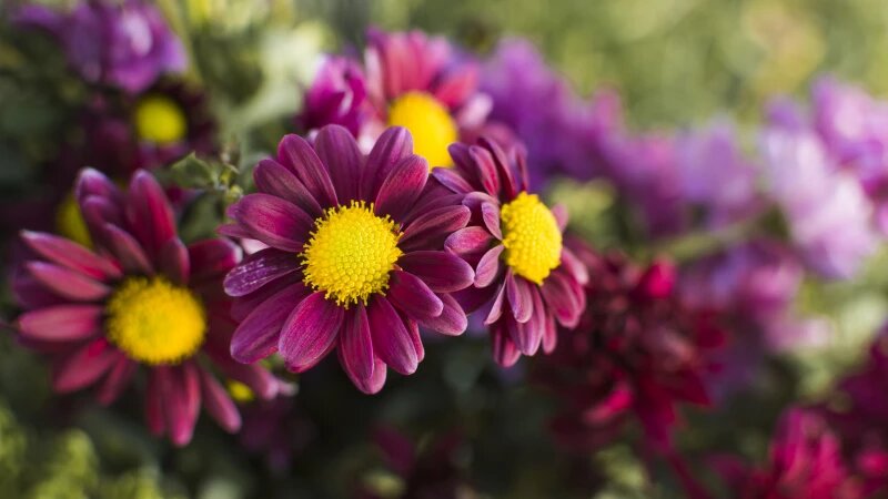     Цветник. freepik.com/freepik