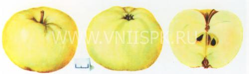 каноническая зарисовка плодов черного дерева